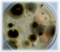 Identification of Bacteria & Fungi